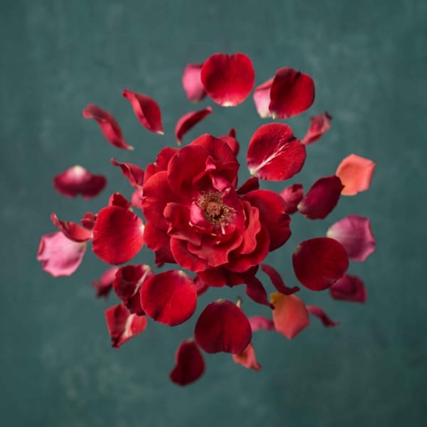 Rosenräume